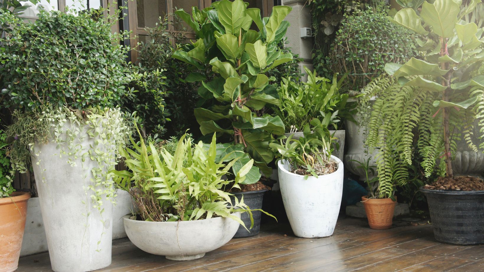 best hanging plants outdoor